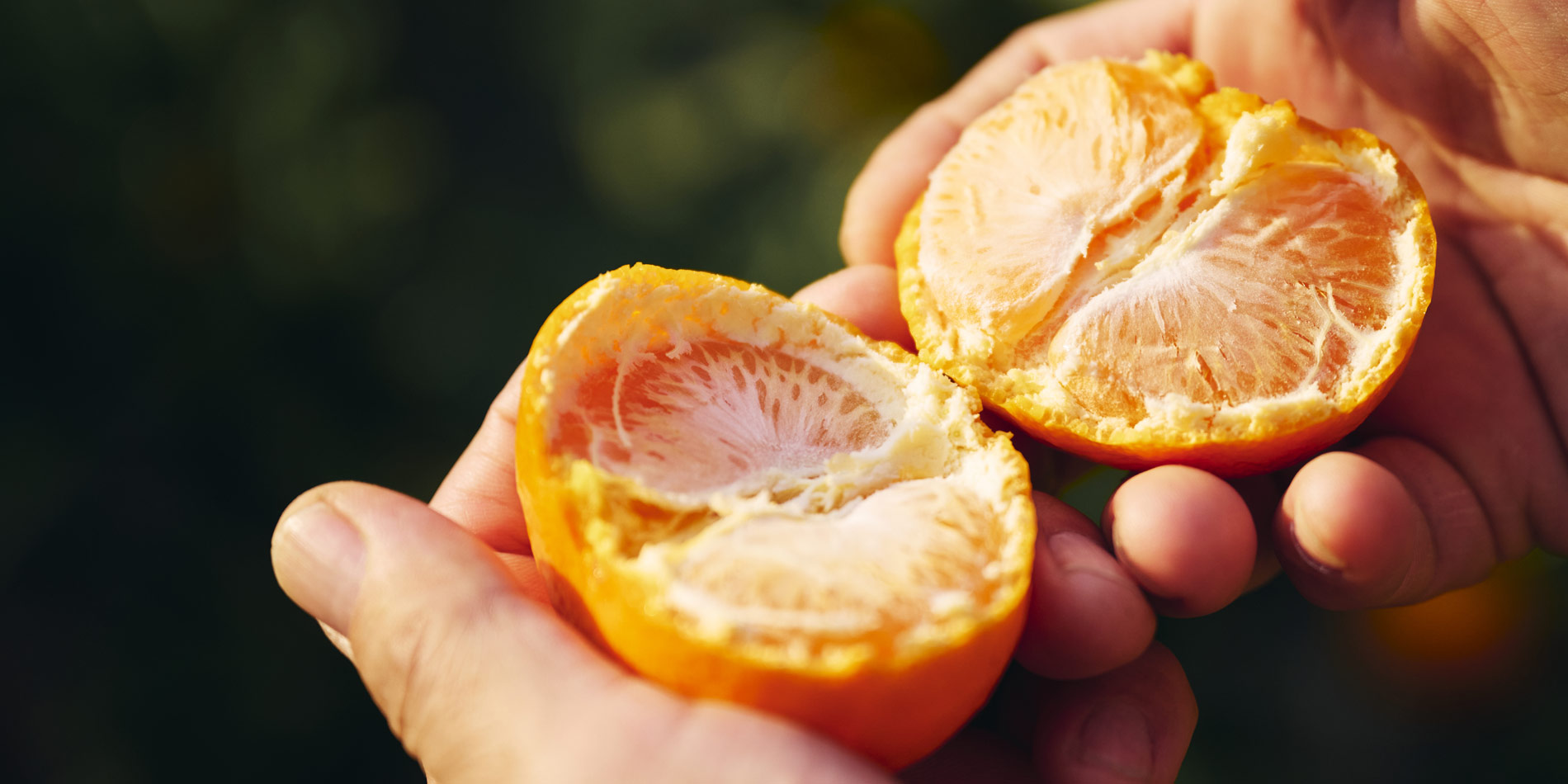 マルケンみかん | 樹上完熟、採れたて鮮度にこだわった高糖度みかんを